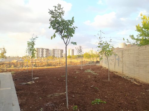 SİVEREK’TEKİ PARK VE YEŞİL ALANLARA SADECE MEYVE AĞACI DİKİLECEK