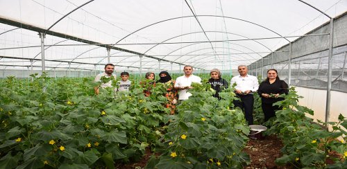 SİVEREK’TEKİ SERALARDA HASAT DÖNEMİ